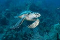 Green Sea Turtle Nassau Bahamas Royalty Free Stock Photo