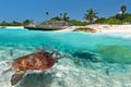 Green sea turtle near Caribbean beach Royalty Free Stock Photo