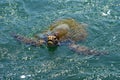 Green sea turtle near Los Angeles coastline Royalty Free Stock Photo