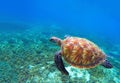 Green sea turtle near seaweeds. Tropical nature of exotic island. Royalty Free Stock Photo
