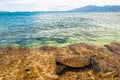 Green Sea Turtle in Ocean - Maui, Hawaii Royalty Free Stock Photo