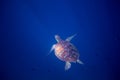 Green sea turtle in open ocean underwater. Tropical nature of exotic island.