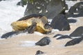 Green sea turtle overcoming rock obstacles to make it to bale of turtles Royalty Free Stock Photo