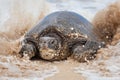 Green Sea Turtle Portrait