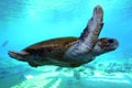 Zelený more želva austrálie 