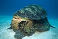 GREEN SEA TURTLE Royalty Free Stock Photo