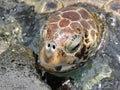 Green sea turtle Royalty Free Stock Photo