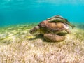 Green Sea Turtle with Sucker Fish on Shell - Akumal Beach, Yucatan, Mexico Royalty Free Stock Photo