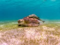 Green Sea Turtle With Remora Suckerfish On Shell, Akumal Mexico