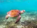 Green Sea Turtle swimming in Akumal, Mexico