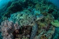 Green Sea Turtle and Remoras Underwater Royalty Free Stock Photo