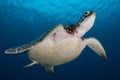 Green Sea Turtle in the Republic of Palau Royalty Free Stock Photo