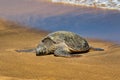 Green sea turtle resting on the beach on Maui. Royalty Free Stock Photo