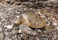 Green Sea Turtle Resting on Beach Royalty Free Stock Photo