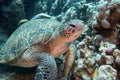 Green sea turtle resting in the coral reef. Common remora (sucker fish) on the turtle back shell Royalty Free Stock Photo