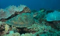 Green sea turtle resting on coral reef garden in watamu marine park kenya with diver`s bubbles in the background Royalty Free Stock Photo