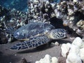 Green Sea Turtle Resting on Coral Reef Underwater Royalty Free Stock Photo