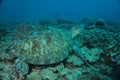 Green sea turtle resting on coral reef in watamu marine park, kenya