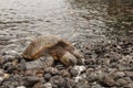 Green Sea Turtle Resting on a Maui Beach Royalty Free Stock Photo