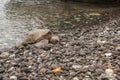 Green Sea Turtle Resting in Rocks on Beach Royalty Free Stock Photo