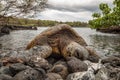 Green Sea Turtle Resting in Rocks Royalty Free Stock Photo