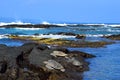 Green sea turtle resting on rocks in Hawaii close up image Royalty Free Stock Photo