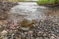 Green Sea Turtle Resting Royalty Free Stock Photo