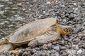 Green Sea Turtle on Rocky Beach Royalty Free Stock Photo