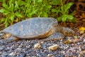 Green Sea Turtle Resting on a Rocky Maui Beach Royalty Free Stock Photo