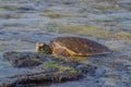 Green Sea Turtle on Rock in the Water Royalty Free Stock Photo