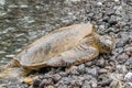 Green Sea Turtle on Rocks Royalty Free Stock Photo