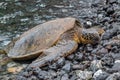 Green Sea Turtle on a Rocky Beach Royalty Free Stock Photo