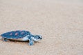 The green sea turtle Chelonia Mydas walking on the beach Royalty Free Stock Photo