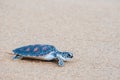 The green sea turtle Chelonia Mydas walking on the beach Royalty Free Stock Photo