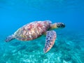 Green sea turtle in sea water. Cute sea turtle closeup. Marine species in wild nature. Royalty Free Stock Photo
