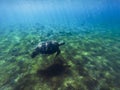 Green sea turtle in sea water. Tropical lagoon animal. Marine species in wild nature. Royalty Free Stock Photo