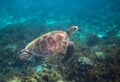 Green sea turtle in seaweed underwater. Tropical nature of exotic island. Royalty Free Stock Photo