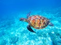 Green sea turtle in shallow seawater. Big green sea turtle closeup. Marine species in wild nature. Royalty Free Stock Photo