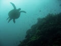 Green sea turtle sipadan coral reef Royalty Free Stock Photo