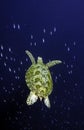 Green Sea Turtle, Sipadan Island, Sabah Royalty Free Stock Photo