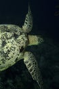 Green Sea Turtle, Sipadan Island, Sabah Royalty Free Stock Photo