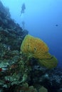 Green Sea Turtle, Sipadan Island, Sabah Royalty Free Stock Photo