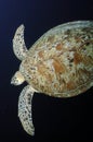 Green Sea Turtle, Sipadan Island, Sabah Royalty Free Stock Photo