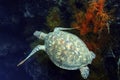 Green Sea Turtle, Sipadan Island, Sabah