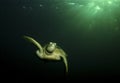 Green Sea Turtle, Sipadan Island, Sabah Royalty Free Stock Photo