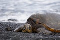 Green sea turtle sleeping on black sand beach Royalty Free Stock Photo