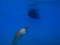 Green Sea Turtle Royalty Free Stock Photo