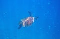 Green sea turtle in sun undersea photo. Sea turtle underwater closeup. Oceanic animal in wild nature Royalty Free Stock Photo