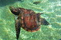 Green sea turtle at the surface of the water