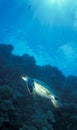 Green Sea Turtle Surfacing Royalty Free Stock Photo